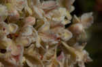 Dogtongue buckwheat